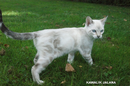 chat bengal snow marble